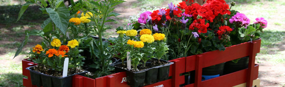 Beautiful colourful flowers